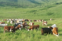 Ferma-Cojocna3
