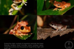 Life09-Dzanga-Ndoki-NP-2-Frogs