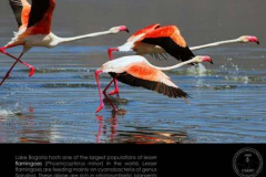 Life12-Lake-Bogoria-2