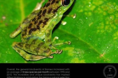 Life19-Borneo-2