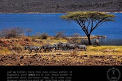 Life21-Lake-Bogoria-3