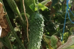 LegumeSCH6